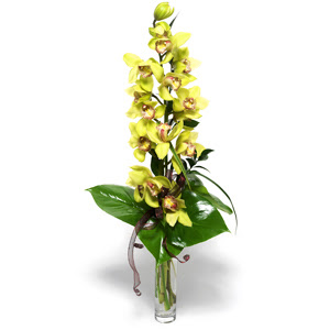  Artvin nternetten iek siparii  cam vazo ierisinde tek dal canli orkide