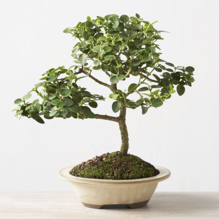 ithal bonsai saksi iegi  Artvin iek online iek siparii 