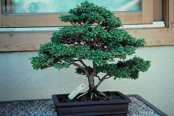 ithal bonsai saksi iegi  Artvin 14 ubat sevgililer gn iek 