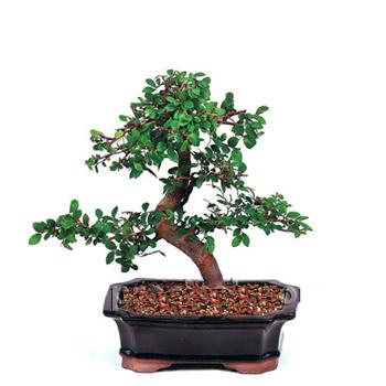 ithal bonsai saksi iegi  Artvin iek siparii vermek 