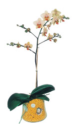  Artvin online iek gnderme sipari  Phalaenopsis Orkide ithal kalite