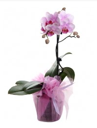1 dal pembe orkide saks iei  Artvin kaliteli taze ve ucuz iekler 