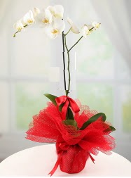 1 dal beyaz orkide saks iei  Artvin yurtii ve yurtd iek siparii 