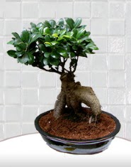 saks iei japon aac bonsai  Artvin kaliteli taze ve ucuz iekler 