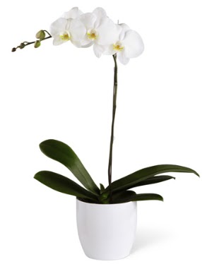 1 dall beyaz orkide  Artvin 14 ubat sevgililer gn iek 