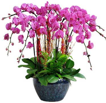 9 dall mor orkide  Artvin 14 ubat sevgililer gn iek 