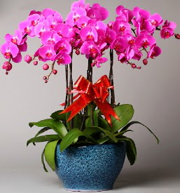 7 dall mor orkide  Artvin iek online iek siparii 
