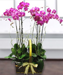 4 dall mor orkide  Artvin gvenli kaliteli hzl iek 