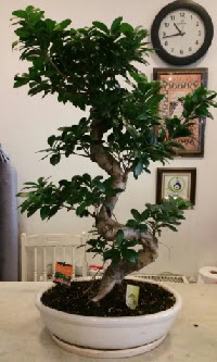 100 cm yksekliinde dev bonsai japon aac  Artvin nternetten iek siparii 