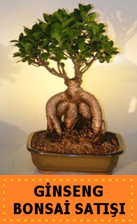 Ginseng bonsai sat japon aac  Artvin cicek , cicekci 