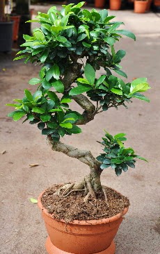 Orta boy bonsai saks bitkisi  Artvin internetten iek siparii 