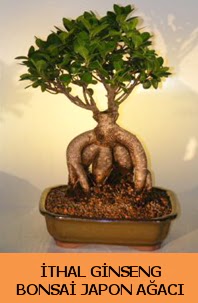 thal japon aac ginseng bonsai sat  Artvin nternetten iek siparii 