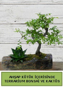 Ahap ktk bonsai kakts teraryum  Artvin internetten iek siparii 