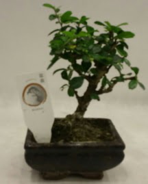 Kk minyatr bonsai japon aac  Artvin iek gnderme 