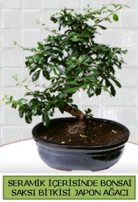 Seramik vazoda bonsai japon aac bitkisi  Artvin iek siparii sitesi 