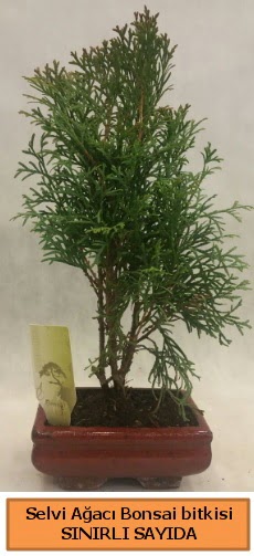 Selvi aac bonsai japon aac bitkisi  Artvin iek sat 