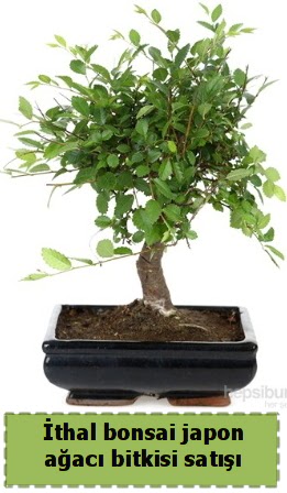thal bonsai saks iei Japon aac sat  Artvin nternetten iek siparii 
