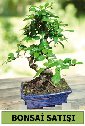 am bonsai japon aac sat  Artvin iek sat 