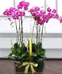 7 dall mor lila orkide  Artvin iek gnderme sitemiz gvenlidir 