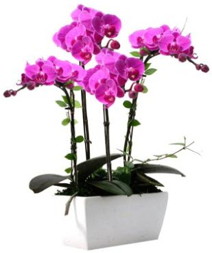 Seramik vazo ierisinde 4 dall mor orkide  Artvin iek sat 