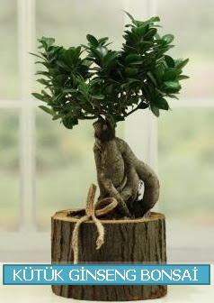 Ktk aa ierisinde ginseng bonsai  Artvin iek gnderme sitemiz gvenlidir 