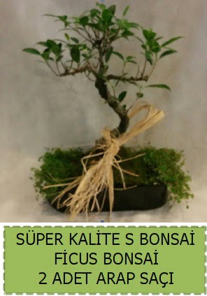 Ficus S Bonsai ve arap saçı  Artvin çiçekçi telefonları 