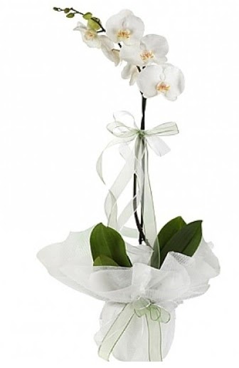 Tekli Beyaz Orkide  Artvin hediye iek yolla 