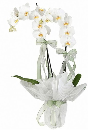 ift Dall Beyaz Orkide  Artvin anneler gn iek yolla 