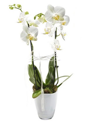 2 dall beyaz seramik beyaz orkide sakss  Artvin iek gnderme sitemiz gvenlidir 