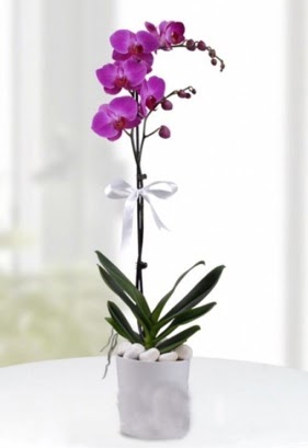 Tek dall saksda mor orkide iei  Artvin iekiler 