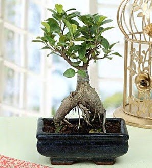 Appealing Ficus Ginseng Bonsai  Artvin anneler gn iek yolla 