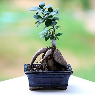 Marvellous Ficus Microcarpa ginseng bonsai  Artvin iek siparii vermek 