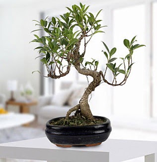Gorgeous Ficus S shaped japon bonsai  Artvin yurtii ve yurtd iek siparii 