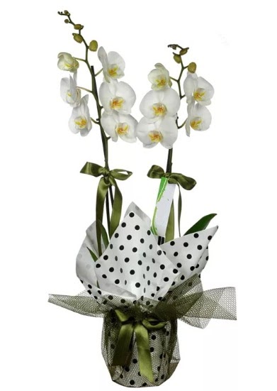ift Dall Beyaz Orkide  Artvin 14 ubat sevgililer gn iek 