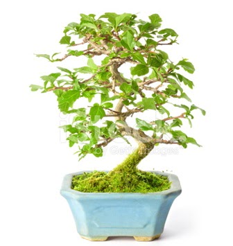S zerkova bonsai ksa sreliine  Artvin nternetten iek siparii 