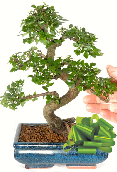 Yaklak 25 cm boyutlarnda S bonsai  Artvin iek siparii sitesi 
