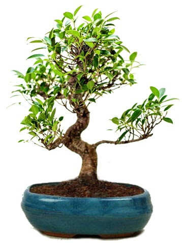 25 cm ile 30 cm aralnda Ficus S bonsai  Artvin iek gnderme sitemiz gvenlidir 