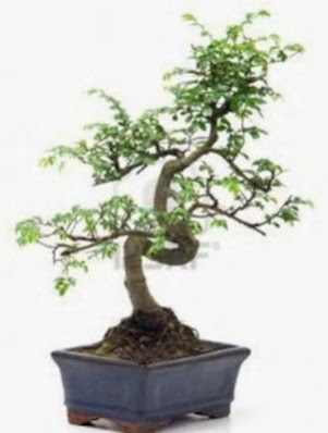 S gvde bonsai minyatr aa japon aac  Artvin iek sat 