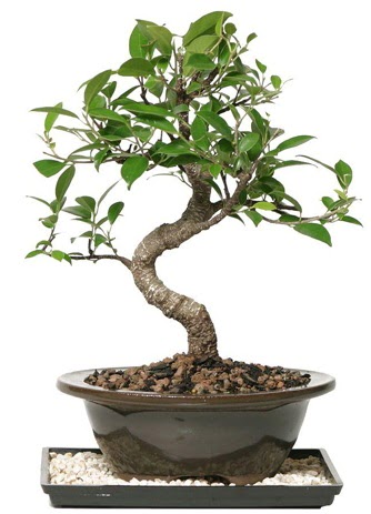 Altn kalite Ficus S bonsai  Artvin ieki telefonlar  Sper Kalite