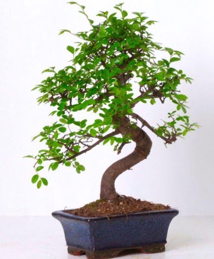 S gvdeli bonsai minyatr aa japon aac  Artvin iek gnderme sitemiz gvenlidir 
