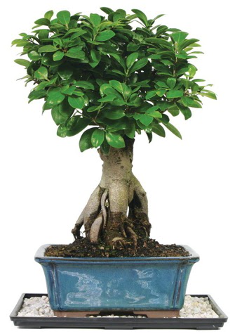 Bonsai Ginsing Grafted Ficus Bonsai  Artvin iek yolla 