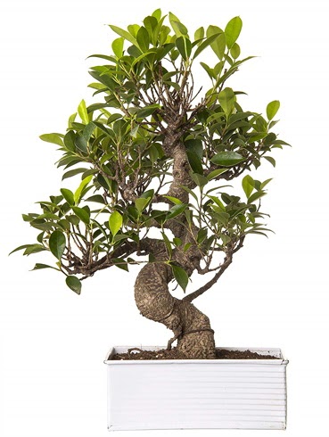 Exotic Green S Gvde 6 Year Ficus Bonsai  Artvin iek gnderme sitemiz gvenlidir 
