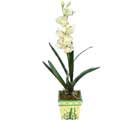 Özel Yapay Orkide Beyaz   Artvin online çiçekçi , çiçek siparişi 