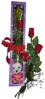  Artvin internetten çiçek siparişi  3 adet canli gül ve oyuncak ayicik