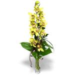  Artvin İnternetten çiçek siparişi  cam vazo içerisinde tek dal canli orkide