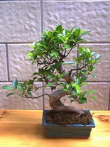 ithal bonsai saksi iegi  Artvin hediye sevgilime hediye iek 