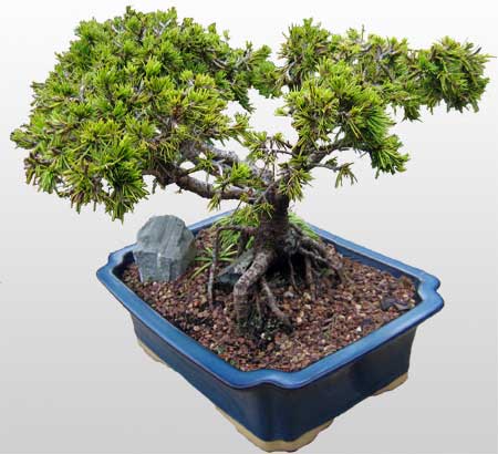 ithal bonsai saksi iegi  Artvin ieki maazas 