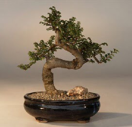 ithal bonsai saksi iegi  Artvin 14 ubat sevgililer gn iek 