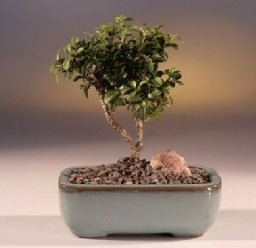  Artvin iek yolla  ithal bonsai saksi iegi  Artvin internetten iek sat 
