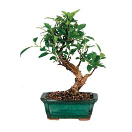  Artvin iek siparii sitesi  ithal bonsai saksi iegi  Artvin iek online iek siparii 